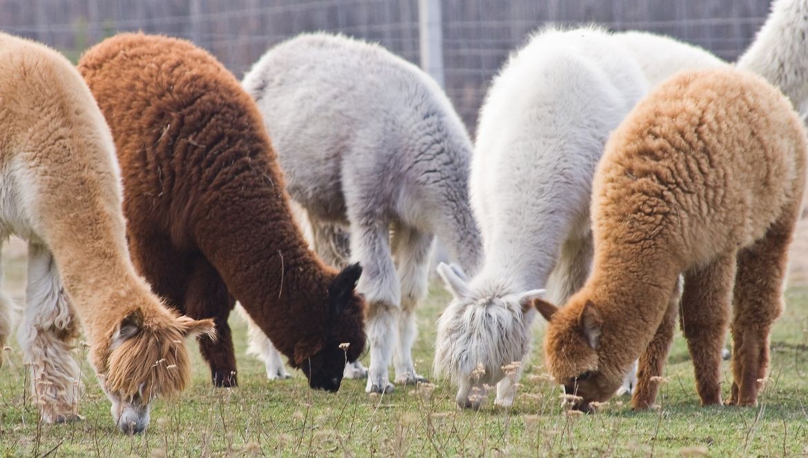 How much does alpaca wool cost - Manuela Conti