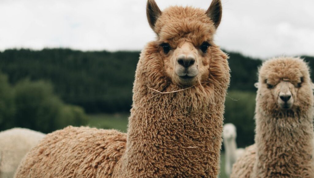 lama lana