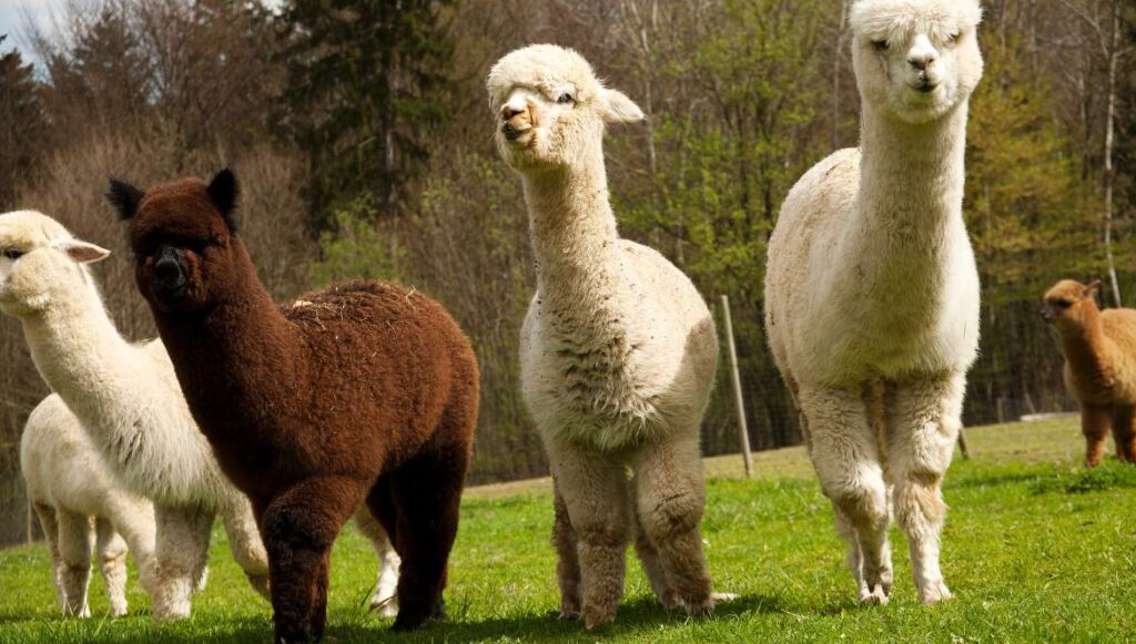 suri alpaca