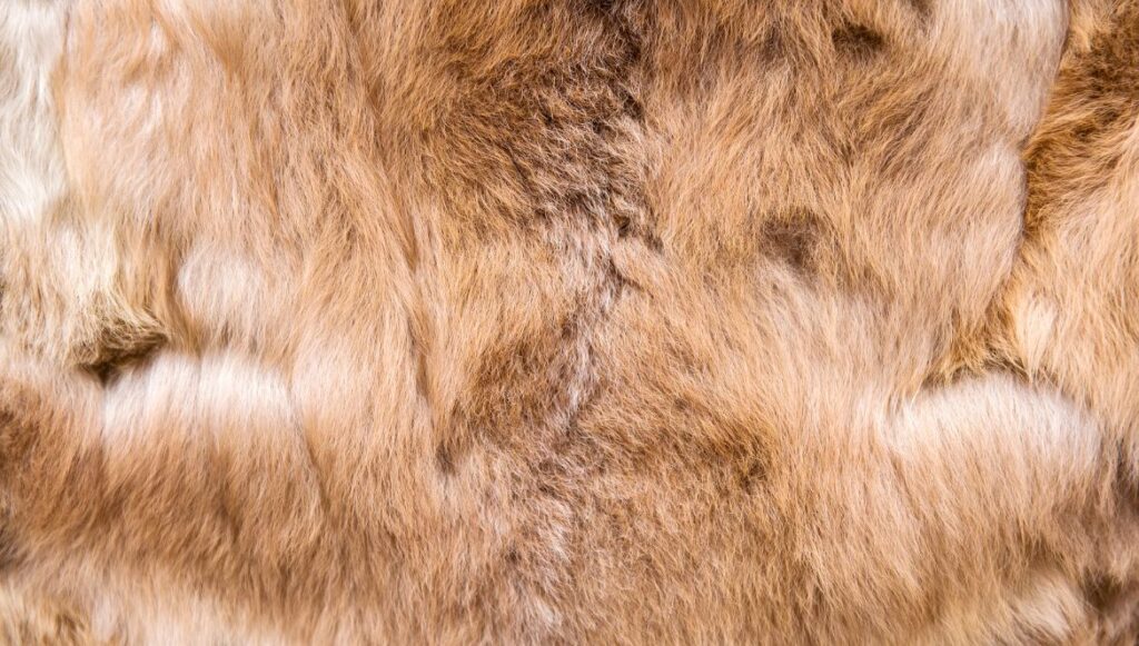 alpaca wool cost