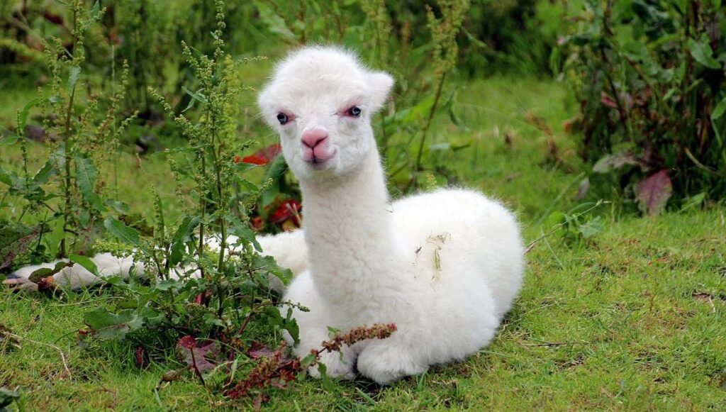 lana alpaca