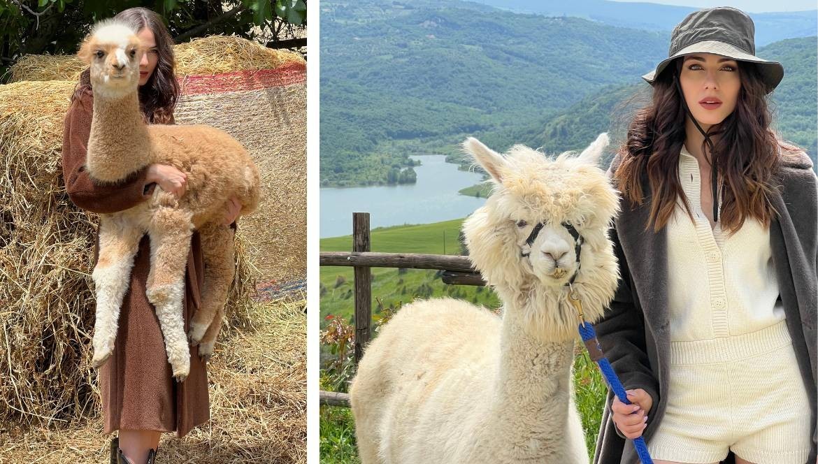 Alpaca Fabric: Main Characteristics